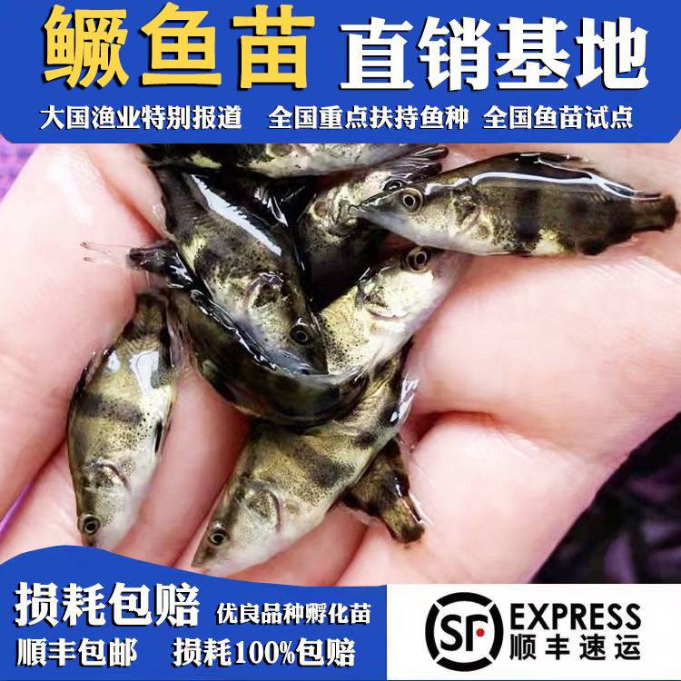 鳜鱼苗桂花鱼苗淡水养殖