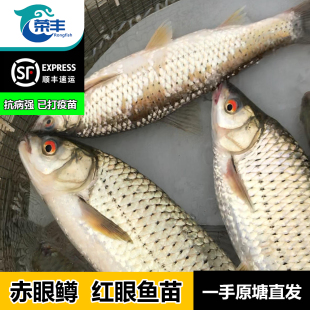 赤眼鱼苗红眼鳟红眼银鳕鱼鲮鱼苗养殖批发活鱼淡水赤眼鳟红眼鱼苗