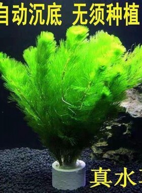 绿菊花活体真水草鱼缸水族箱松尾红菊造景淡水增氧植物阴性后景草