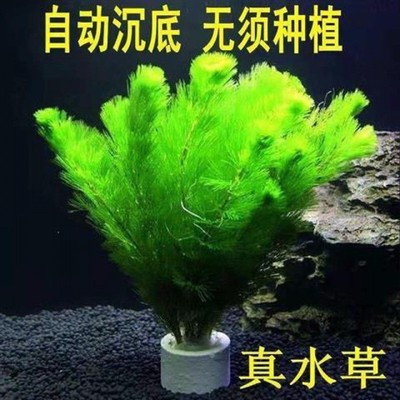 绿菊花活体真水草鱼缸水族箱松尾红菊造景淡水增氧植物阴性后景草