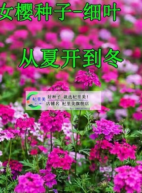 细叶美女樱种子见土就活花种美人樱盆栽铺地锦四季绣球美女樱花籽