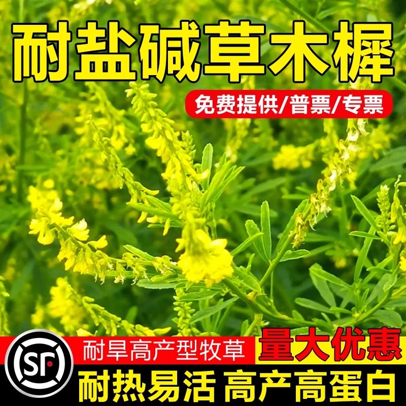 耐热蜜源植物黄花苜蓿草木亚安谷