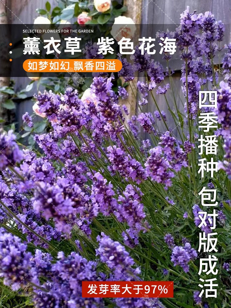 普罗旺斯薰衣草种子四季易图片