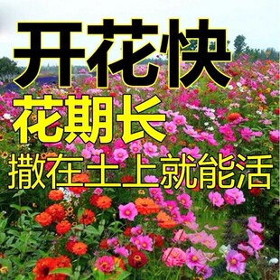 适合冬天种的花籽野花组合见土就活花种籽子四季开花庭院室外种子