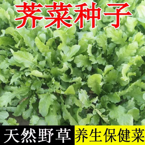 荠荠菜种子农家四季大叶春野菜种籽食用盆栽荠菜种孑青菜籽秋冬播