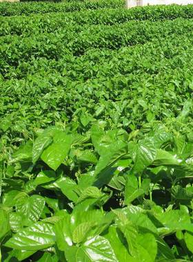 大叶蚕桑种子 强桑 养蚕喂蚕桑叶树种子 农桑 饲料桑葚籽