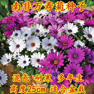 南非万寿菊种子蓝目菊非洲菊矮杆多年生室内外盆栽花卉易种播易活