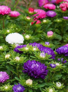 矮翠菊种子糖果菊花种混色花种籽子花种播种室外花卉