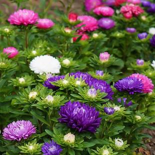 矮翠菊种子糖果菊花种混色花种籽子花种播种室外花卉