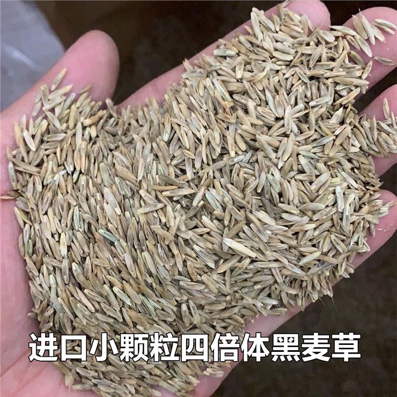 进口特高一年生黑麦草种子宽叶四倍体冷季牧草养殖鸡鸭鹅鱼草子种
