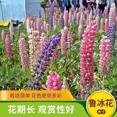 鲁冰花种籽子四季开多年生