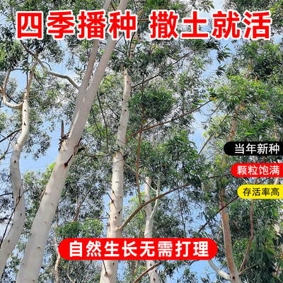 速生桉树种子巨大小广林9
