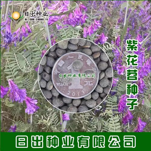 光叶紫花苕种子毛野豌豆