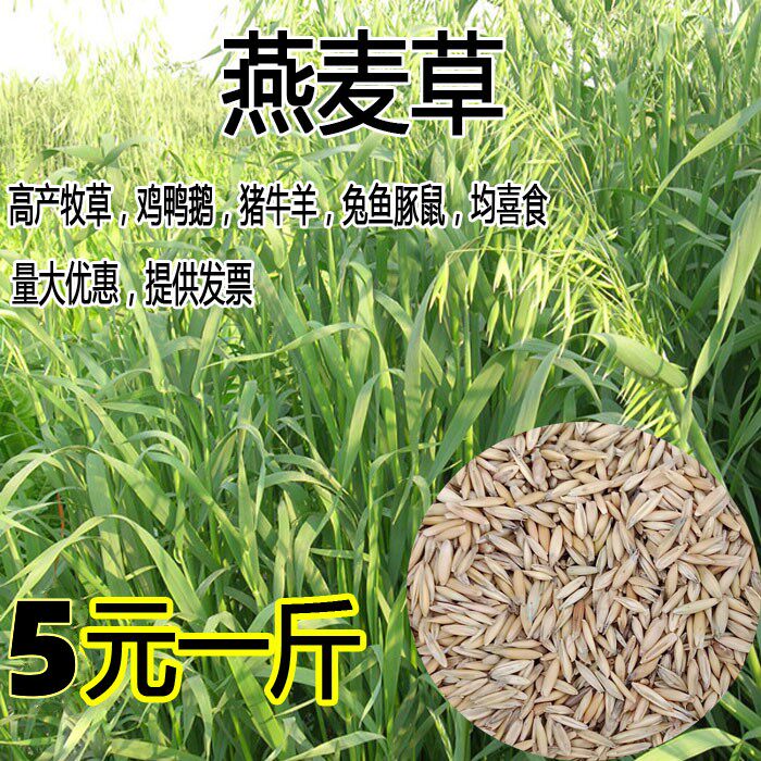 散装带壳燕麦种子皮雀野草包图片