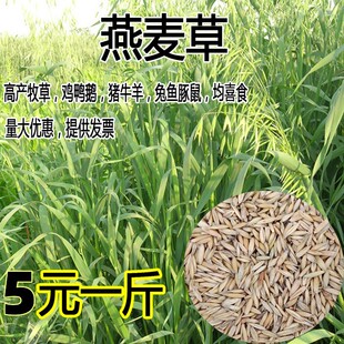 散装带壳燕麦种子 皮燕麦种子 雀麦 野麦子 燕麦草 野燕麦 包邮