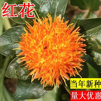 中草药材红花藏红花种子大田种植