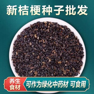 中药材桔梗种子桔梗籽四季种植桔梗苗狗宝咸菜泡菜盆栽可药用食用