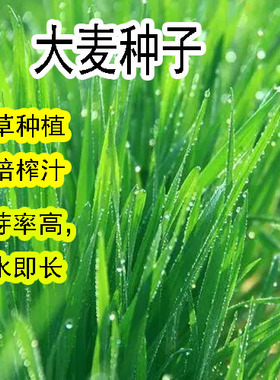 大麦种子芽苗菜种子大麦若叶青汁榨汁大麦苗种子大麦草四季播猫草