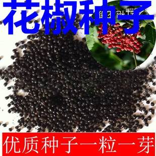 大红袍花椒种子 青花椒种子 九叶花椒树种子带刺篱笆植物