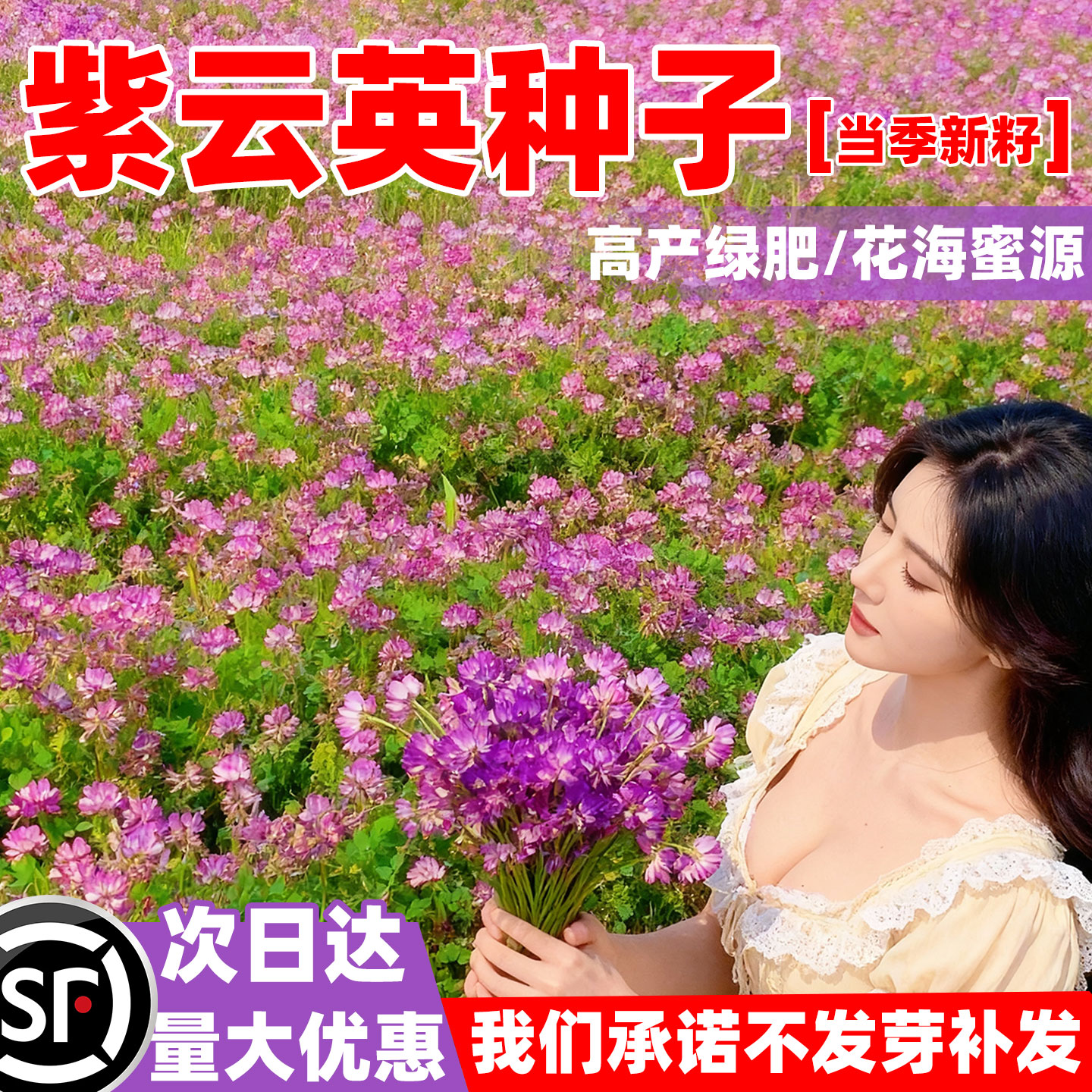 紫云英种子四季牧草种红花草种子