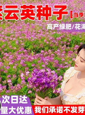 紫云英种子蜜源固氮果园绿肥四季牧草种子食用野菜种籽红花草种子