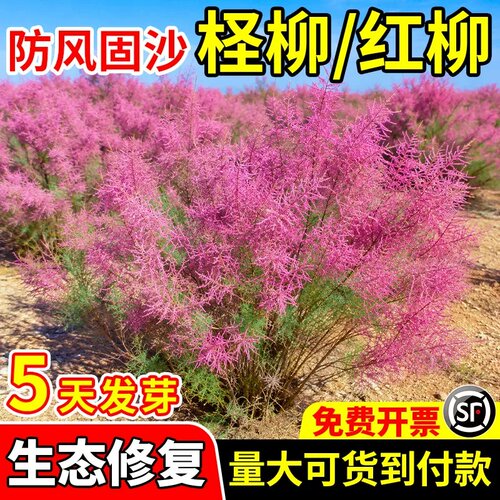 红柳种子多年生护坡固土草籽防风固沙荒漠绿化水土保持改良盐碱地