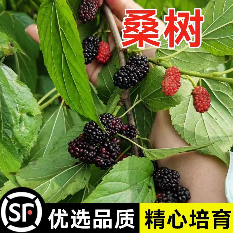 桑树桑葚树果树果嫁接地盆栽南北方种植大叶苗当年结果桑葚子孑籽