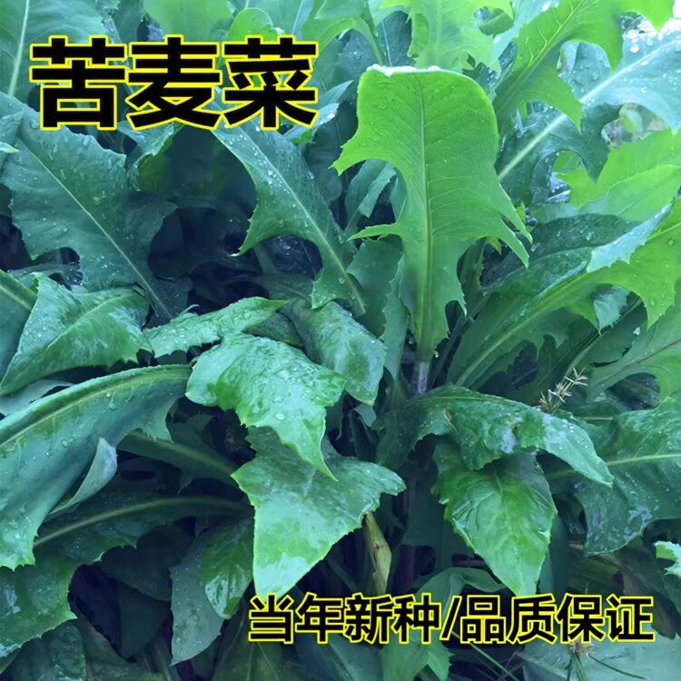 苦荬菜种子多年生牧草猪牛羊鸡鸭鹅鱼兔虾苦麻菜苦麦菜苦买菜草籽