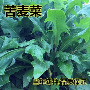 苦荬菜种子多年生牧草猪牛羊鸡鸭鹅鱼兔虾苦麻菜苦麦菜苦买菜草籽