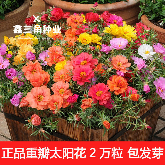 太阳花种子花种籽子重瓣夏季开花室外内大花马齿苋花卉种孑