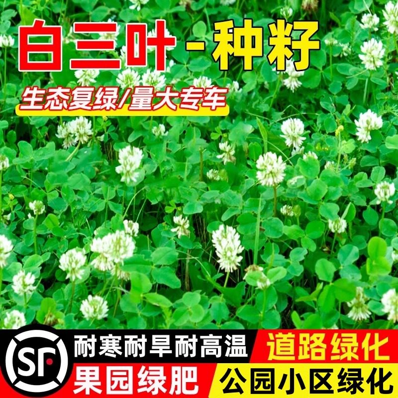 白三叶草种子果园绿肥道路绿化生态复绿耐寒耐旱多年生红三叶草籽