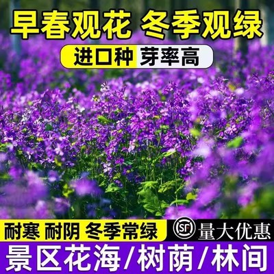 二月兰种子花籽诸葛菜蓝多