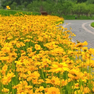 多年生宿根金鸡菊花籽景观四季播种开花百日草波斯菊野花花种子籽