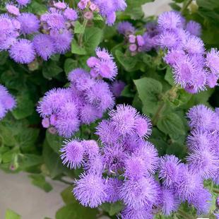 藿香蓟种子播种防红蜘蛛防虫一枝香胜红霍香蓟种籽阳台盆栽