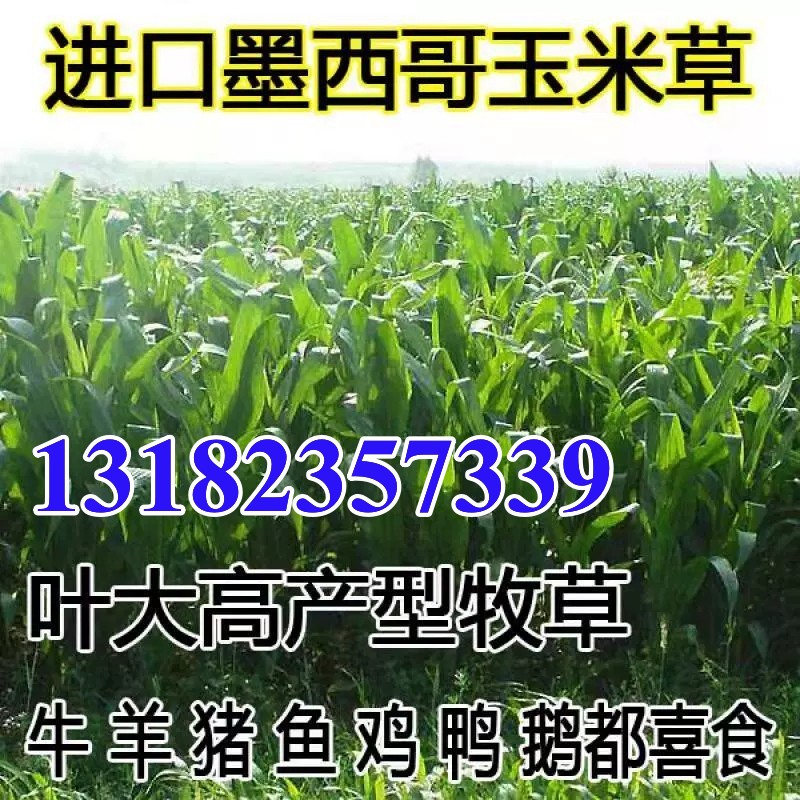 进口牧草种子墨西哥玉米种子阔叶优12墨西哥牧草种子耐寒高产营养