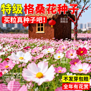 格桑花种籽混色矮杆野花组合易种易活种子耐寒耐旱波斯菊庭院花卉
