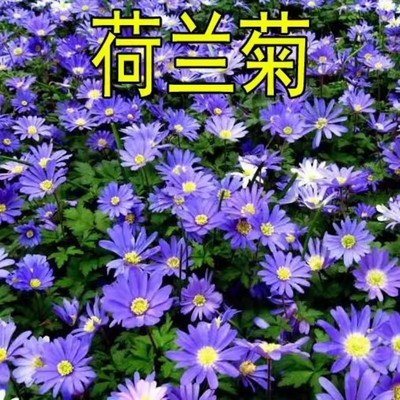 荷兰菊耐寒花种喜阴花卉植物草花