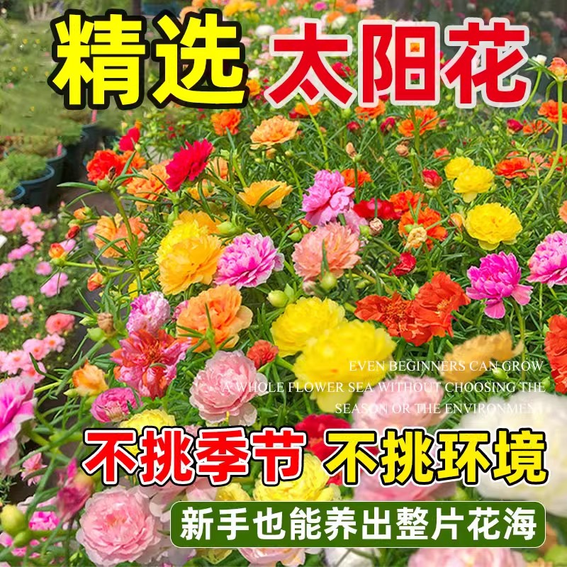 重瓣太阳花种孑花种籽子室内室外观花卉植物花籽播种开花