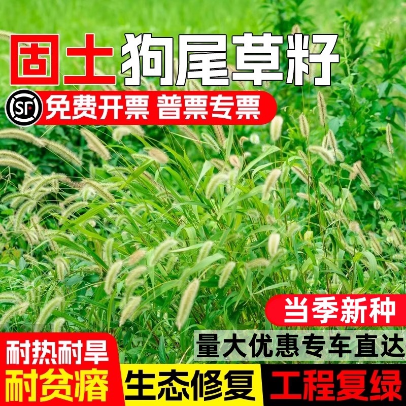 狗尾草草籽耐热耐旱耐贫瘠生态修复护坡固土工程复绿多年生草种子