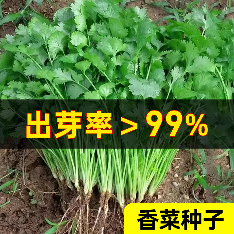 香菜种子大全秋后香菜盆栽苗大叶芫荽种四季阳台香草籽种老品种籽