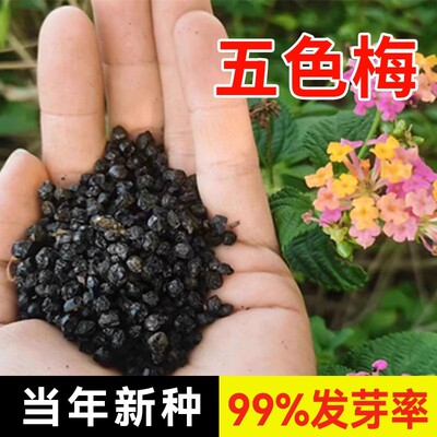 亚安谷五色梅种子如意草五彩花