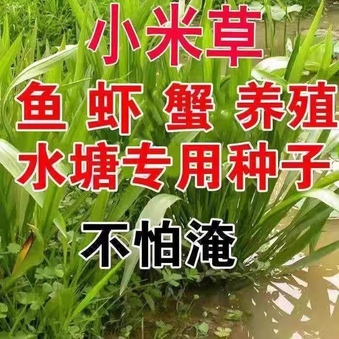 正宗小米草种子雀叶稗湖南稗子养殖鱼虾蟹专用水草草籽耐旱耐水淹
