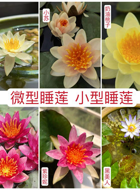 睡莲水培植物带花苞微小型盆栽品种水生花卉阳台鱼缸小盆都能种