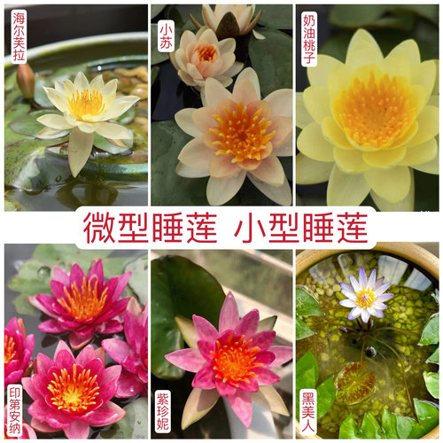 睡莲水培植物带花苞微小型盆栽品种水生花卉阳台鱼缸小盆都能种