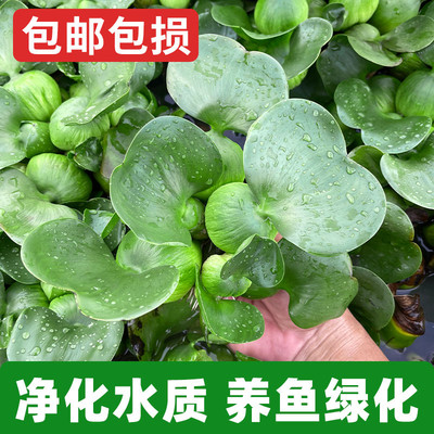 水葫芦浮萍水草净化水质养龟养鱼造景庭院水池水浮莲水声植物养殖