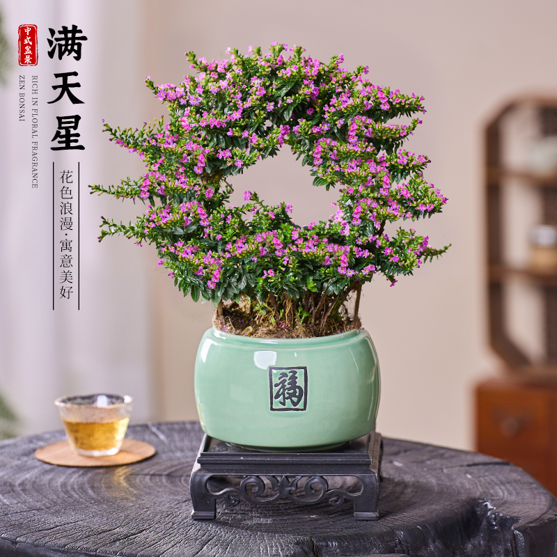 满天星花卉盆栽花篮造型室内外阳台办公室四季好养开花植物真带花