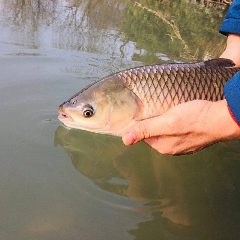活鱼鲤鱼甲鱼鱼苗乌龟泥鳅鱼类鲫鱼锦鲤红鲤鱼淡水鱼,宠物/宠物食品及用品,鱼,淘宝优惠券,粉丝福利购,淘宝优惠卷