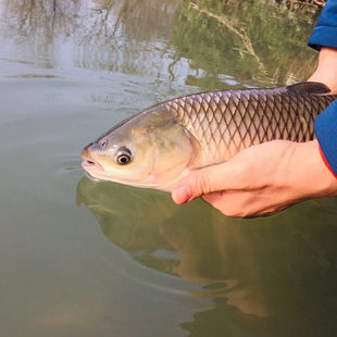 活鱼鲤鱼甲鱼鱼苗乌龟泥鳅鱼类鲫鱼锦鲤红鲤鱼淡水鱼
