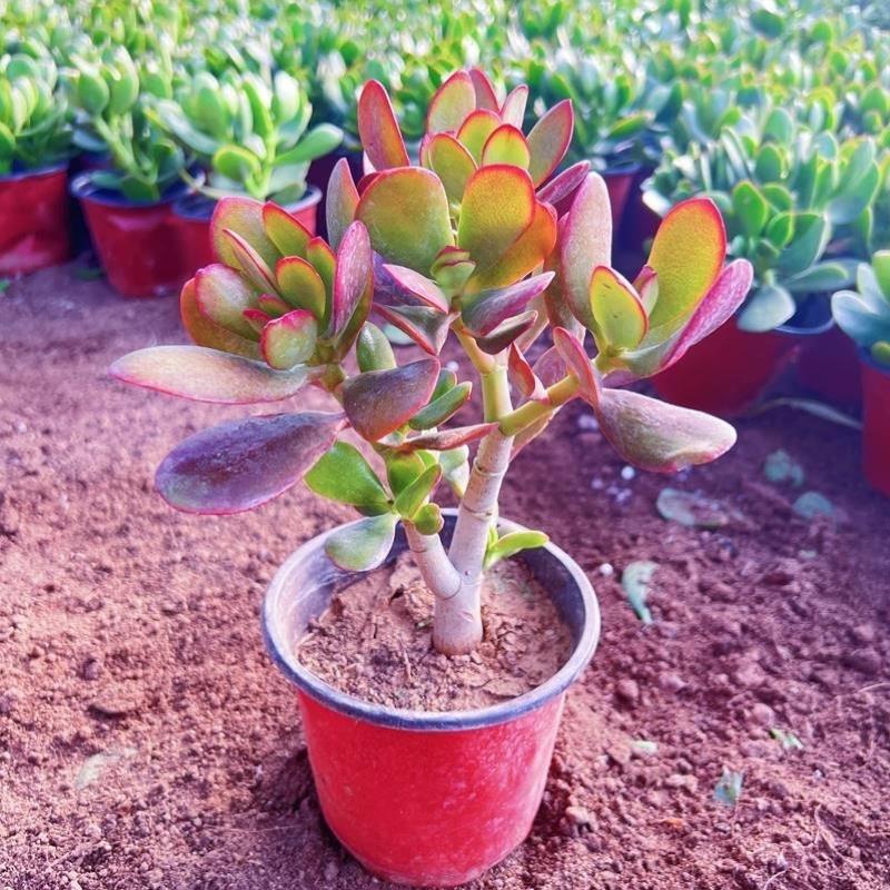 花卉玻璃肉净化室内空气翠植物绿植掌防辐射盆栽大多四季燕子玉树