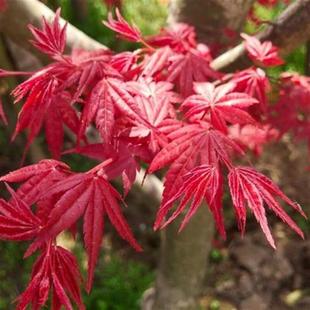 紅楓樹苗四季 A日本紅舞姬羽毛庭院別墅常年耐寒 紅正宗中國紅三季